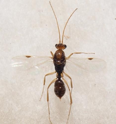 Odontomachus sp.